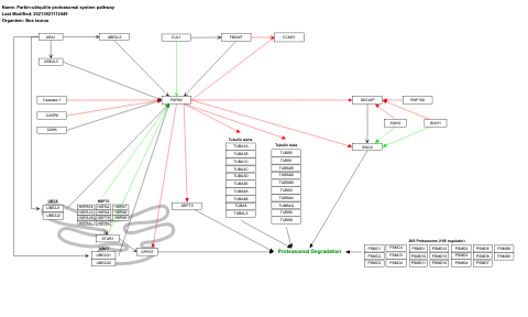 Parkin-ubiquitin proteasomal system pathway