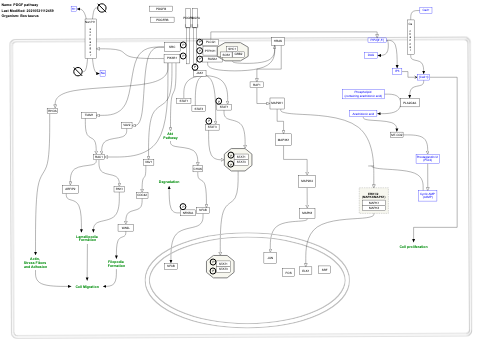 PDGF pathway