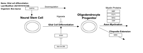 Glial cell differentiation