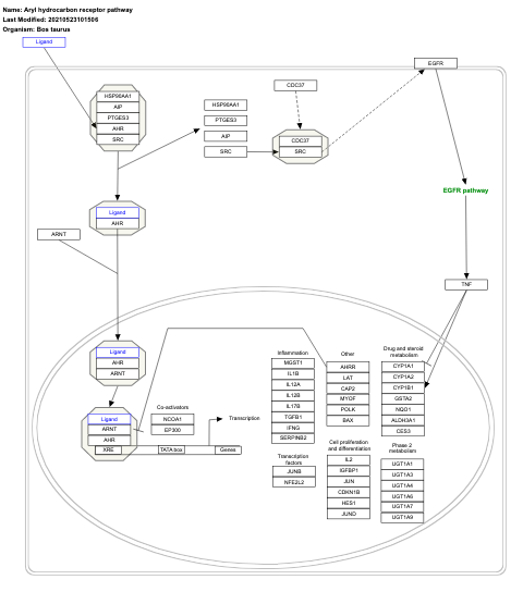 Aryl hydrocarbon receptor pathway