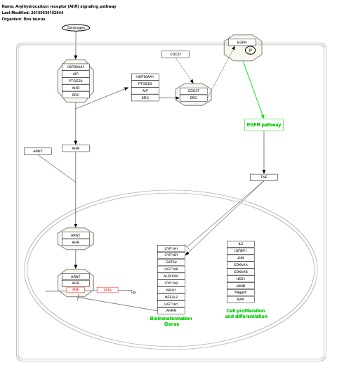 Arylhydrocarbon receptor (AhR) signaling pathway