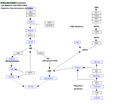 Nucleotide metabolism