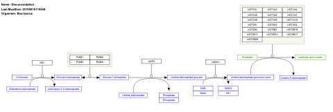 Glucuronidation