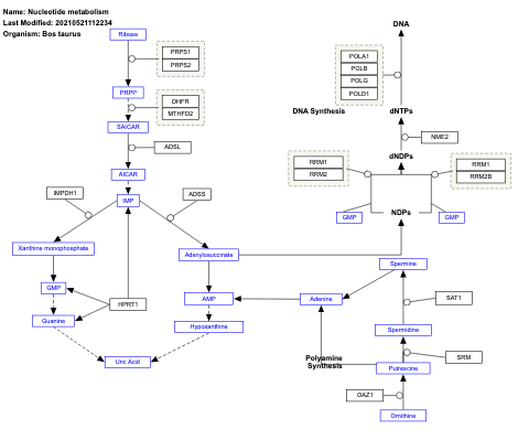 Nucleotide metabolism