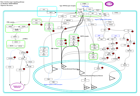 Interferon type I signaling pathways