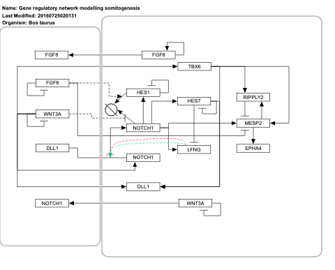 Gene regulatory network modelling somitogenesis 