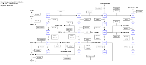 Ganglio sphingolipid metabolism
