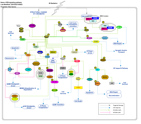 ATM signaling pathway