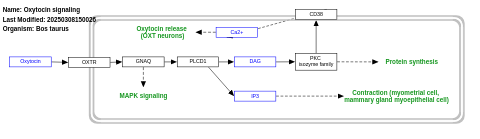 Oxytocin signaling