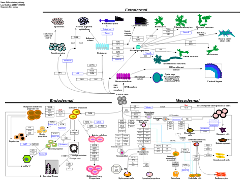 Differentiation pathway