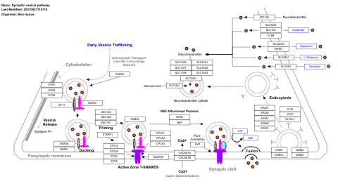 Synaptic vesicle pathway