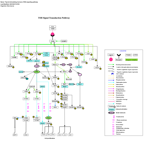 Thyroid stimulating hormone (TSH) signaling pathway