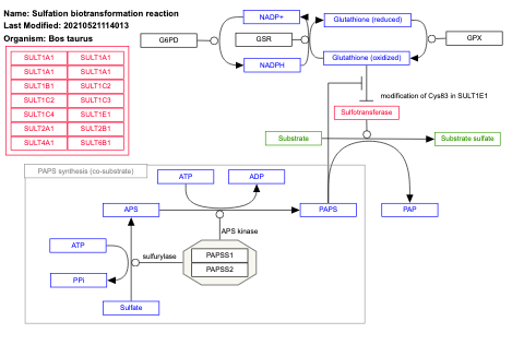 Sulfation biotransformation reaction