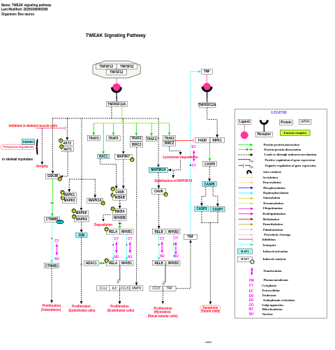 TWEAK signaling pathway