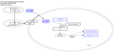 Thyroxine (thyroid hormone) production