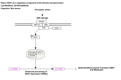 DDX1 as a regulatory component of the Drosha microprocessor