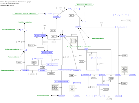 Urea cycle and metabolism of amino groups