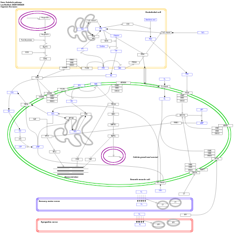 Endothelin pathways