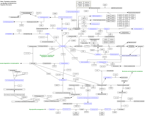 Tryptophan metabolism