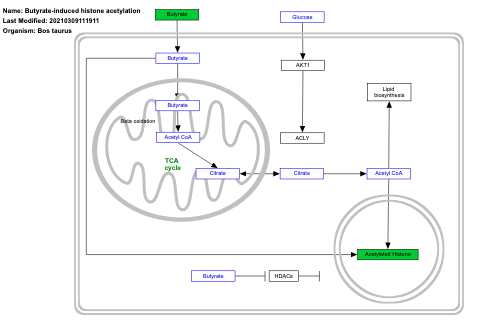 Butyrate-induced histone acetylation