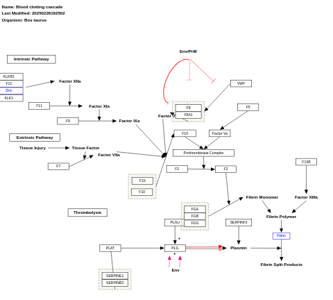 Blood clotting cascade