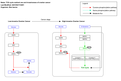 TCA cycle nutrient use and invasiveness of ovarian cancer