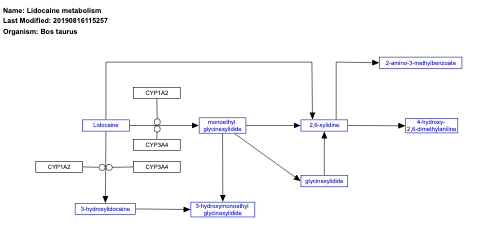 Lidocaine metabolism