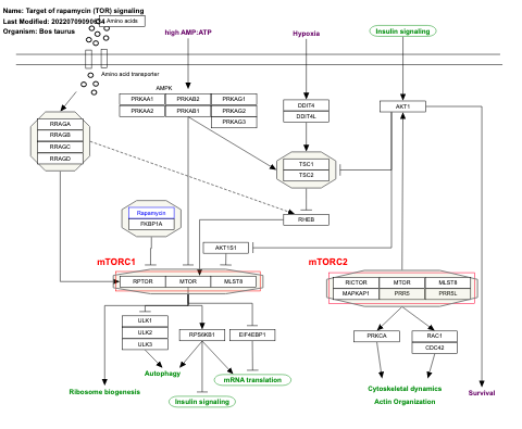 Target of rapamycin (TOR) signaling