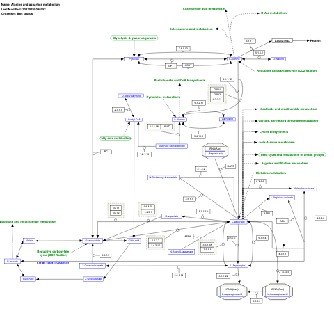 Alanine and aspartate metabolism