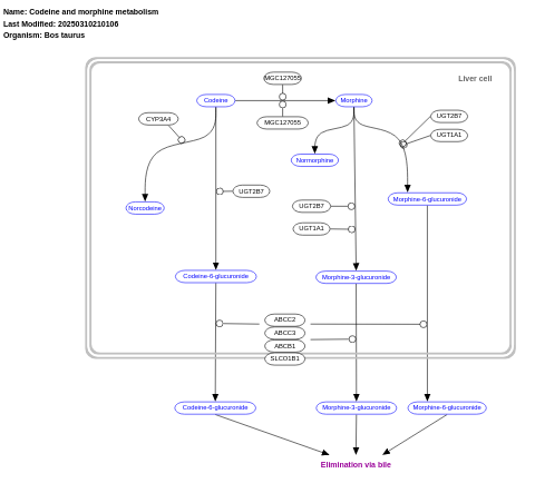 Codeine and morphine metabolism