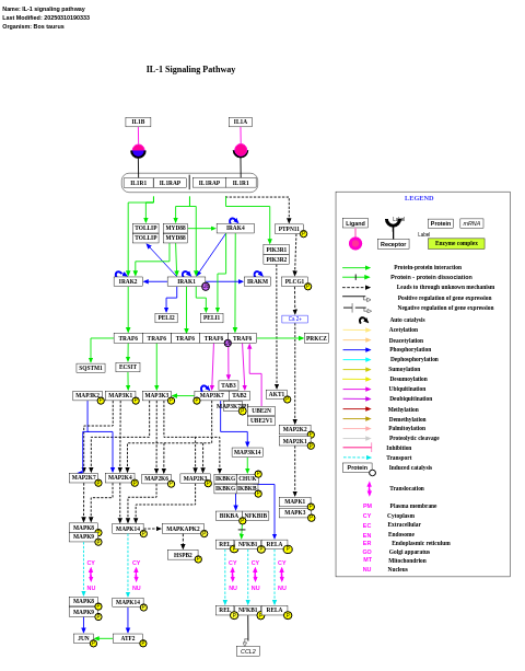 IL-1 signaling pathway