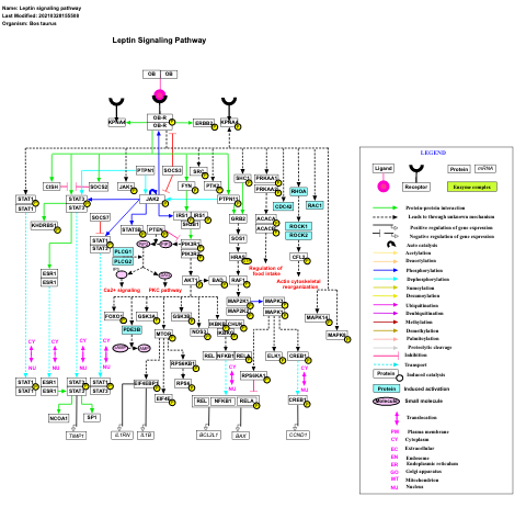 Leptin signaling pathway