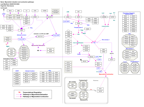 Myometrial relaxation and contraction pathways