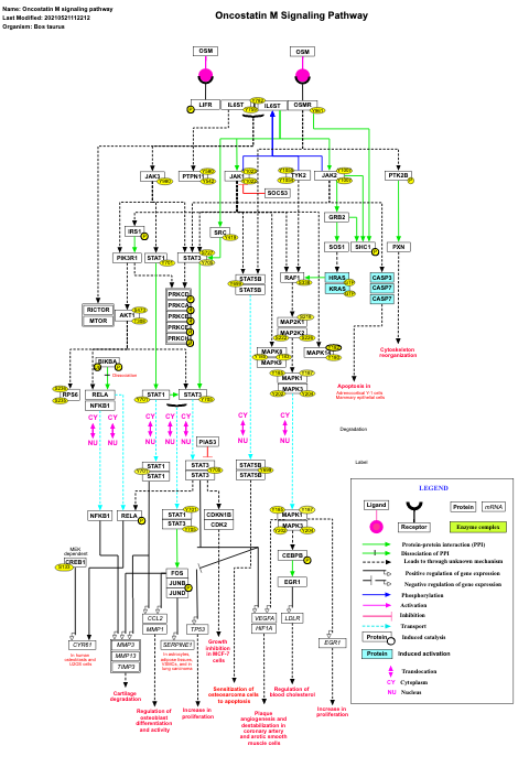 Oncostatin M signaling pathway