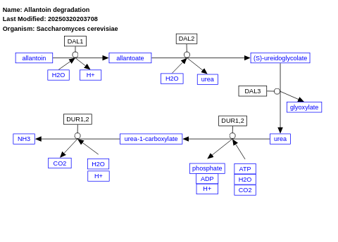 Allantoin degradation