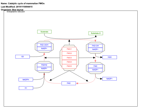 Catalytic cycle of mammalian FMOs