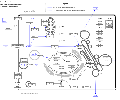 Copper homeostasis