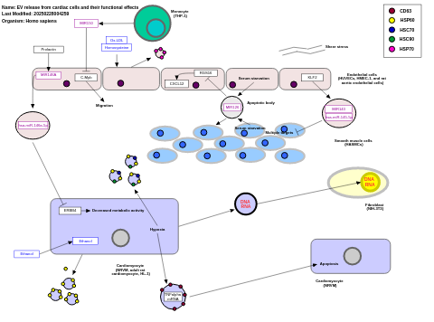 EV release from cardiac cells and their functional effects