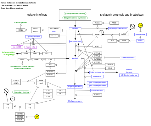 Melatonin metabolism and effects