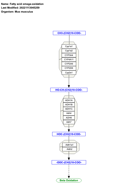 Fatty acid omega-oxidation