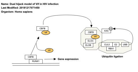 Dual hijack model of Vif in HIV infection