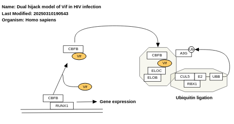 Dual hijack model of Vif in HIV infection