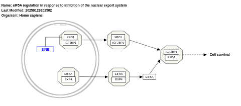 eIF5A regulation in response to inhibition of the nuclear export system