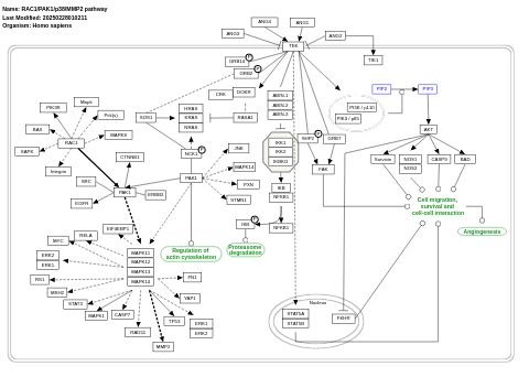 RAC1/PAK1/p38/MMP2 pathway