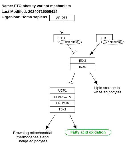 FTO obesity variant mechanism