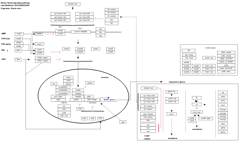 Nodal signaling pathway