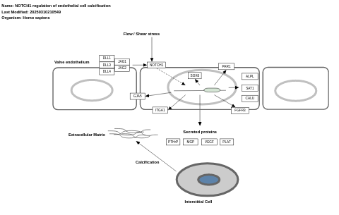 NOTCH1 regulation of endothelial cell calcification