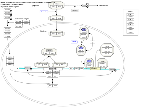 Initiation of transcription and translation elongation at the HIV-1 LTR