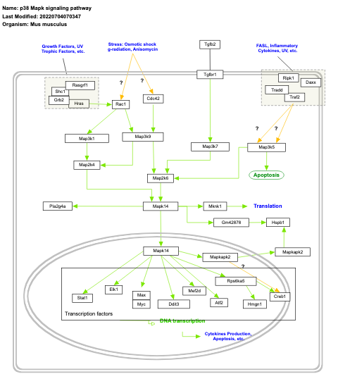 p38 Mapk signaling pathway