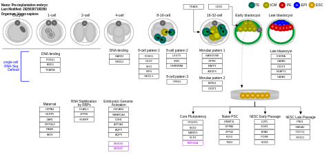 Pre-implantation embryo